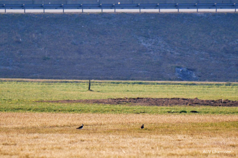 Kiebitz
Mit einem Klick! zur Fotogeschichte mit weiteren Bildern
Bernau am Chiemsee / 4. April 2020 / Foto: Johannes Almer
AktNatBeo-200404-ja-4_Kiebitz-1140pix.jpg