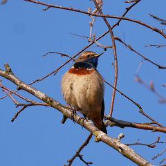 Blaukehlchen