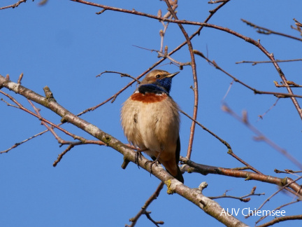 Blaukehlchen