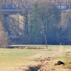 Großer Brachvogel