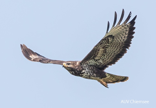Mäusebussard