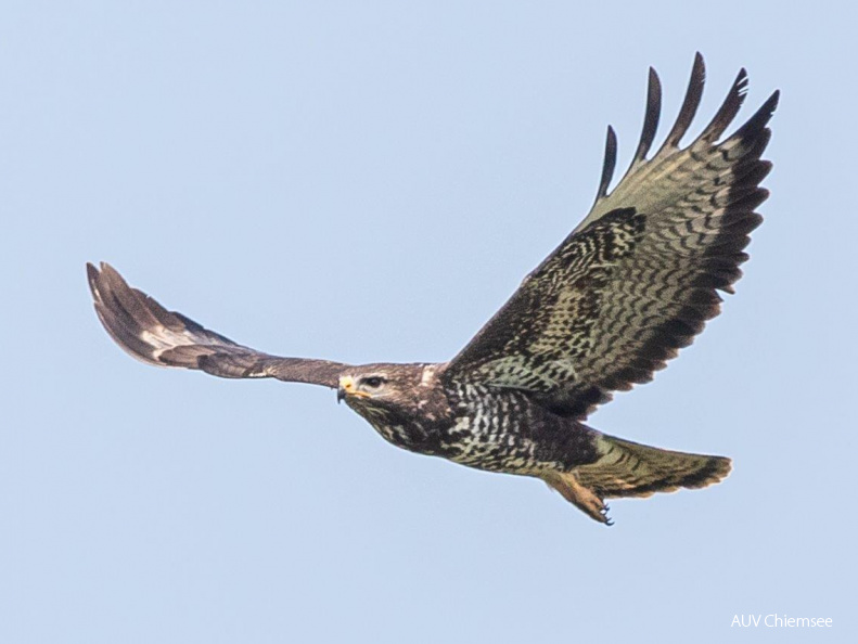 Mäusebussard