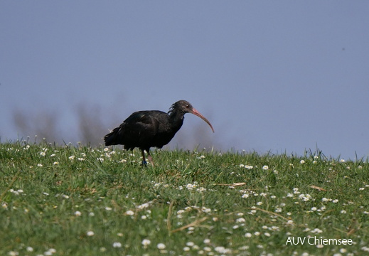 Waldrapp