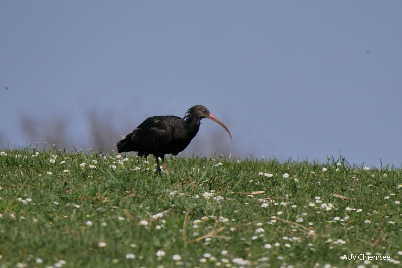 AktNatBeo-200410-ja-Waldrapp2.jpg