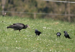 Waldrapp und Dohle