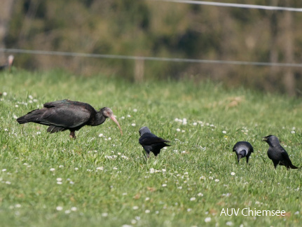 Waldrapp und Dohle