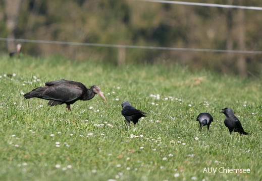 Waldrapp und Dohle