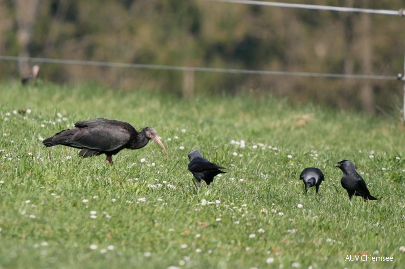 Waldrapp und Dohle
Mit einem Klick! zur Fotogeschichte mit weiteren Bildern
Prien / 10. April 2020 / Foto: Johannes Almer
AktNatBeo-200410-ja-Waldrapp_Dohle.jpg