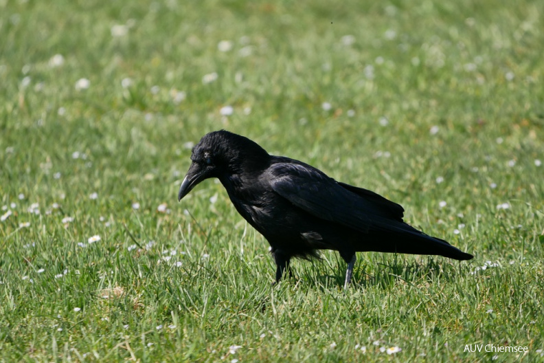 AktNatBeo-200410-ja-Rabenkraehe.jpg