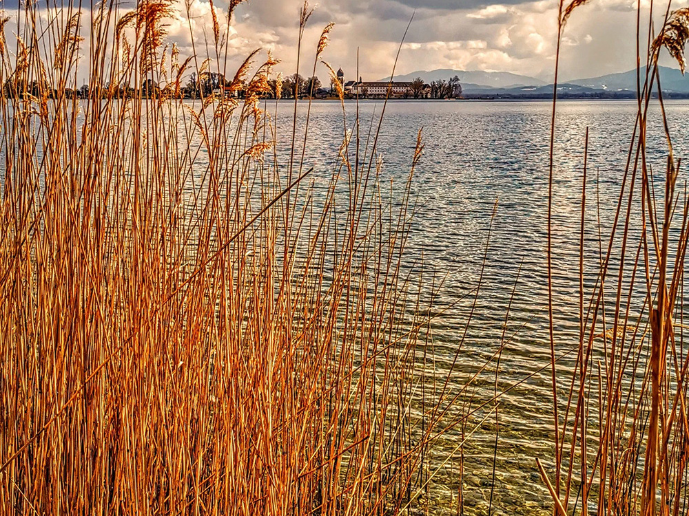 Blick durch's Schilf auf die Fraueninsel