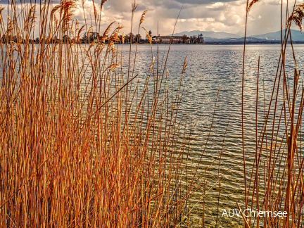 Blick durch's Schilf auf die Fraueninsel