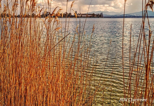 Blick durch's Schilf auf die Fraueninsel