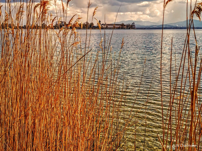 Blick durch's Schilf auf die Fraueninsel