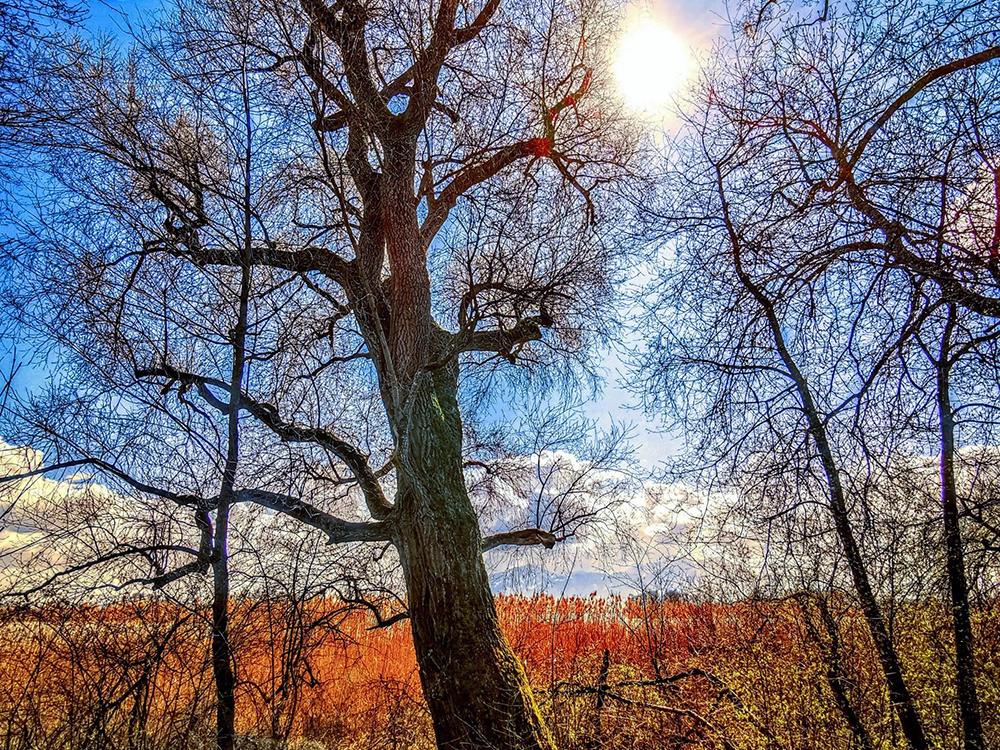 Am Naturbeobachtungsturm Ganszipfel