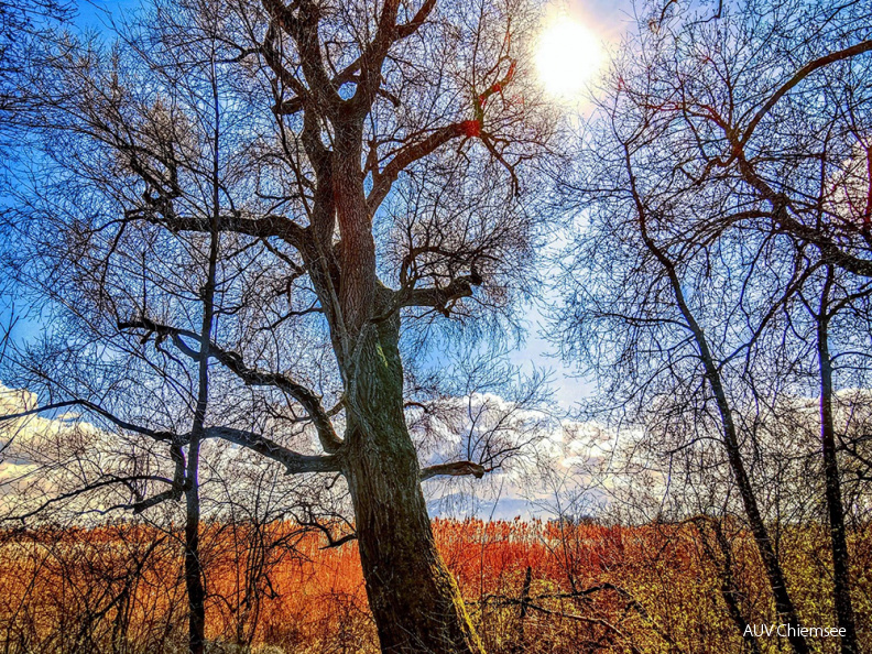 Am Naturbeobachtungsturm Ganszipfel