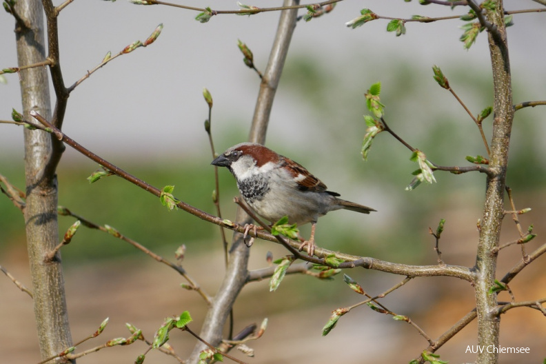 Haussperling
Mit einem Klick! zur Fotogeschichte mit weiteren Bildern
Schafwaschener Bucht / 13. April 2020 / Foto: Corinna Almer
AktNatBeo-200413-ja-01_Haussperling.jpg