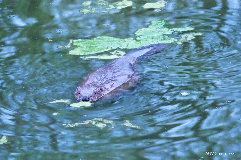 Biber
Mit einem Klick! zur Fotogeschichte mit weiteren Bildern
Schafwaschener Bucht / 13. April 2020 / Foto: Johannes Almer
AktNatBeo-200413-ja-02_Biber.jpg