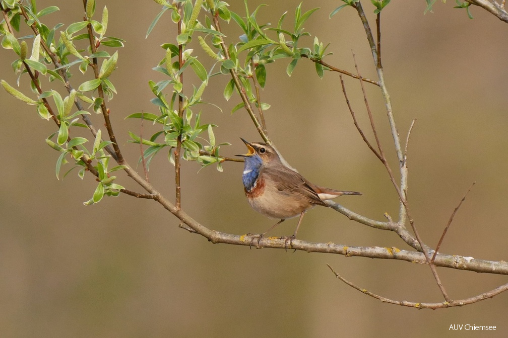 Blaukehlchen