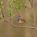 Blaukehlchen