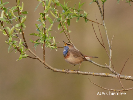 Blaukehlchen