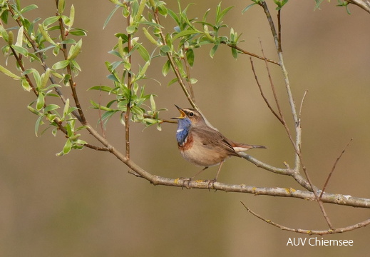Blaukehlchen