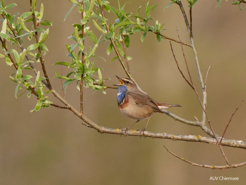 Blaukehlchen