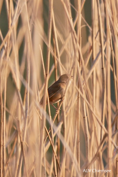 Rohrschwirl
Mit einem Klick! zur Fotogeschichte mit weiteren Bildern
Schafwaschener Bucht / 13. April 2020 / Foto: Johannes Almer
AktNatBeo-200413-ja-03_Rohrschwirl.jpg