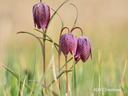 Schachblume