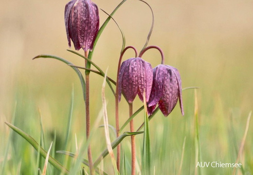Schachblume