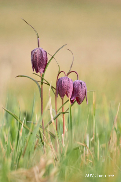 Schachblume
Mit einem Klick! zur Fotogeschichte mit weiteren Bildern
Schafwaschener Bucht / 13. April 2020 / Foto: Johannes Almer
AktNatBeo-200413-ja-08_Schachblume.jpg