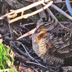 Waldschnepfe