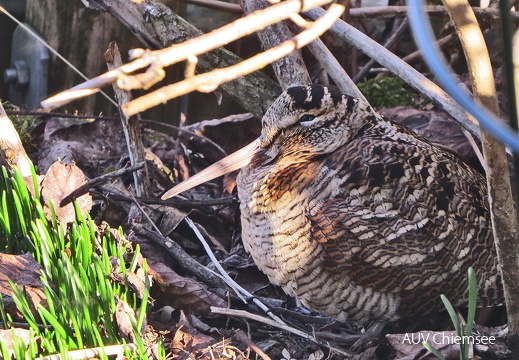 Waldschnepfe
