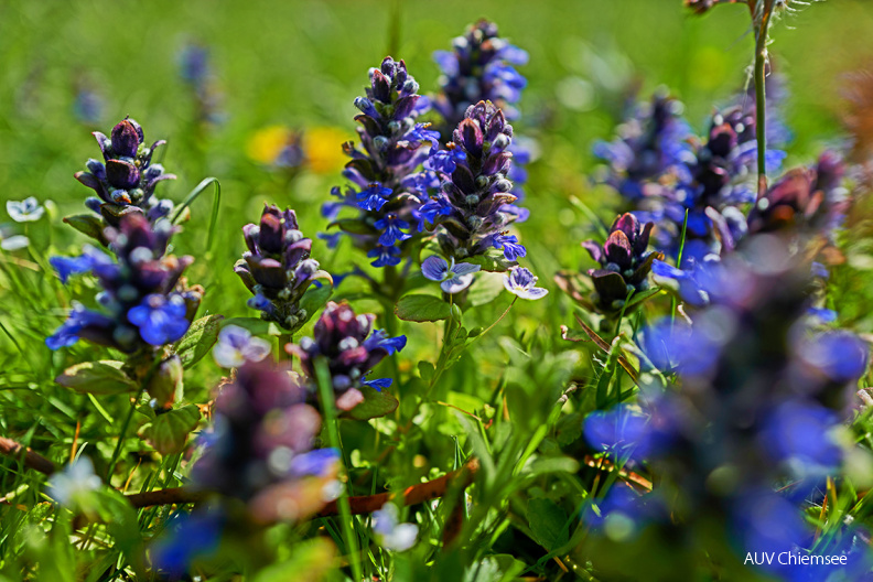 AktNtBeo-20_04_24-mf-Annes_Garten-Pflanzen-Kriechender_Guensel-mf-2020_04_24-L1050847-1140pix.jpg