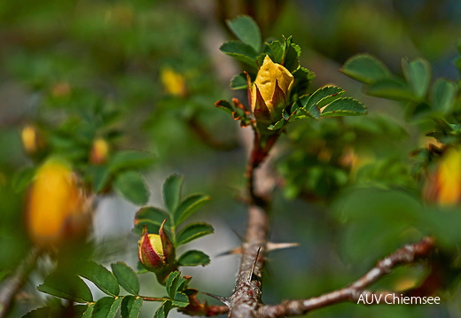 Chinesische Goldrose - Knospen