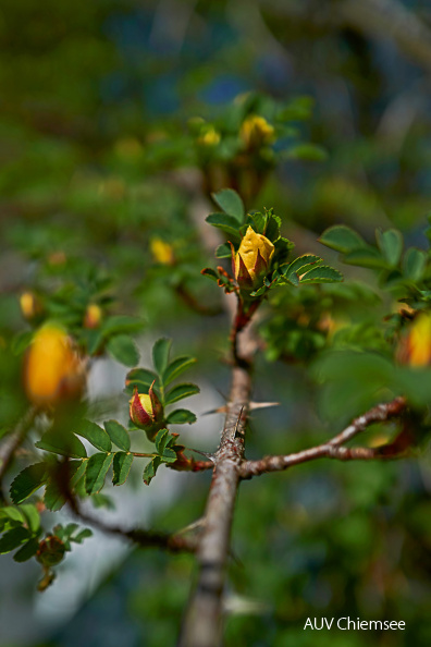 AktNtBeo-20_04_24-mf-Annes_Garten-Pflanzen-Chinesische_Goldrose-mf-2020_04_24-L1050783-760pix.jpg