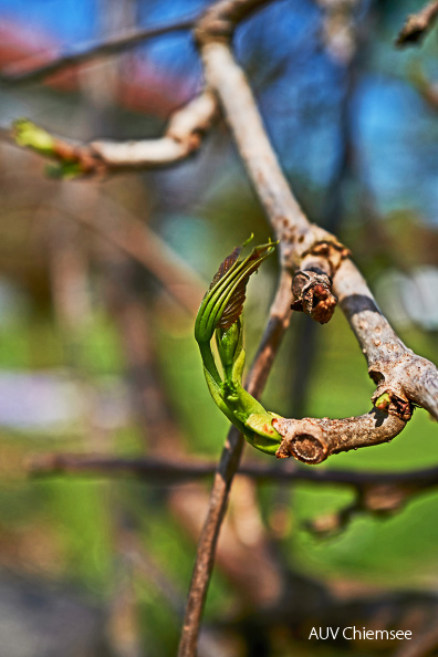 AktNtBeo-20_04_24-mf-Annes_Garten-Pflanzen-Wilder_Wein-Blattaustrieb-mf-2020_04_24-L1050877-760pix.jpg