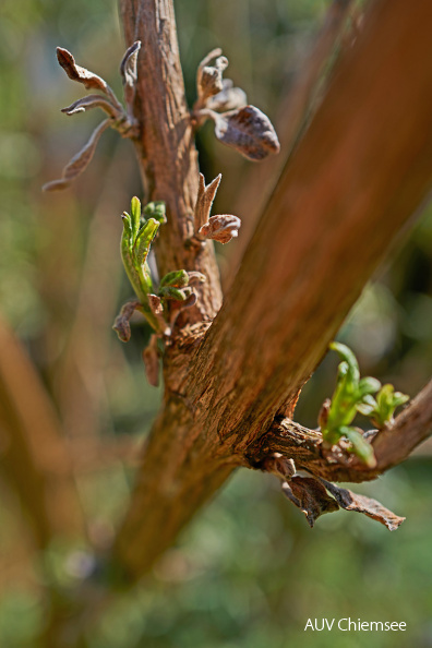 Schmetterlingsflieder - neue Triebe und Frostschäden
Mit einem Klick! zur Fotogeschichte mit weiteren Bildern
Prien-Atzing / 17. April 2020 / Foto: Maximilian Fischer
AktNtBeo-20_04_24-mf-Annes_Garten-Pflanzen-Schmetterlingsflieder-Frostschaeden-mf-2020_04_24-L1050821-760pix.jpg