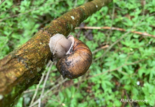 Schnecke mit Haus