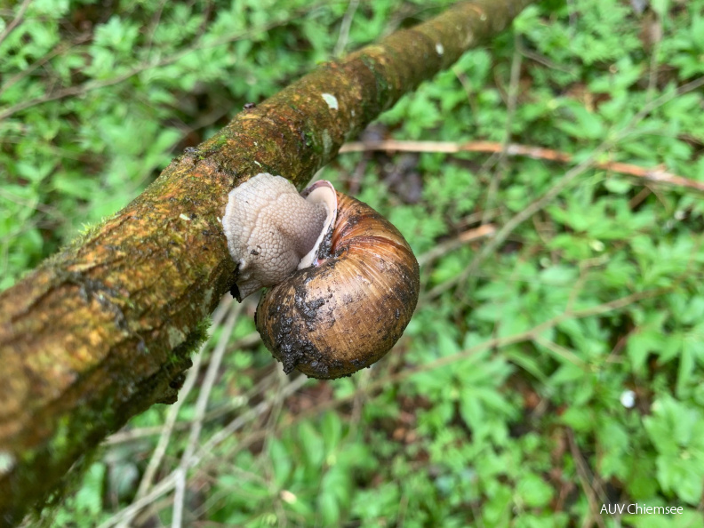 Schnecke mit ihrem Haus
Mit einem Klick! zur Fotogeschichte mit weiteren Bildern
Thalkirchener Ache / 20. April 2020 / Foto: Anton Hötzelsperger
AktNatBeo-200420-ha-Schnecke_1.jpg