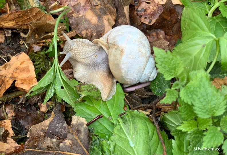Schnecke mit ihrem Haus
Mit einem Klick! zur Fotogeschichte mit weiteren Bildern
Thalkirchener Ache / 20. April 2020 / Foto: Anton Hötzelsperger
AktNatBeo-200420-ha-Schnecke_5.jpg