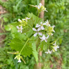 Knoblauchrauke