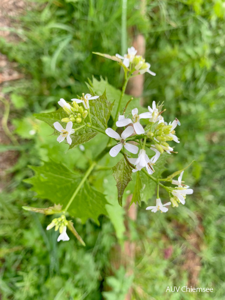 Knoblauchrauke
Mit einem Klick! zur Fotogeschichte mit weiteren Bildern
Am Salinweg zwischen Prutdorf und Atzing / 27. April 2020 / Foto: Anton Hötzelsperger
AktNatBeo-200427-ha-Knoblauchrauke-IMG_1128-am_Salinweg.jpg