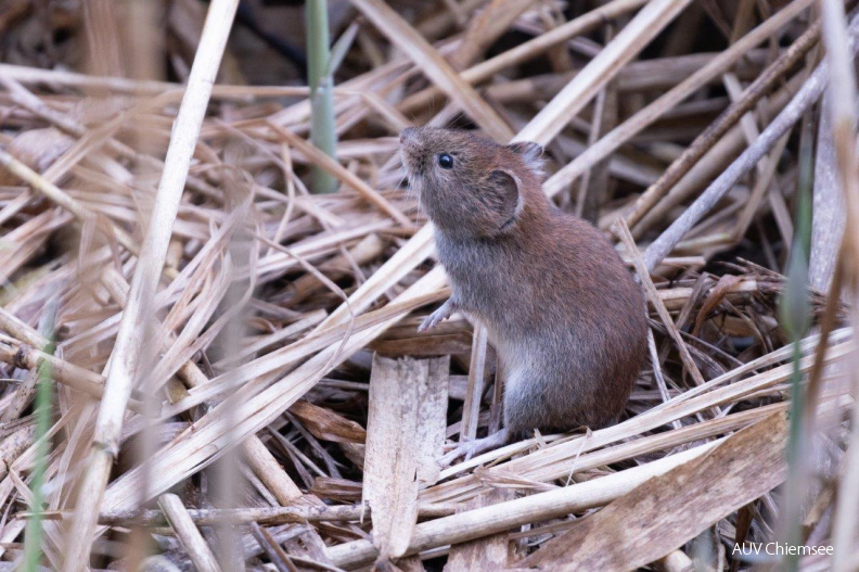 Rötelmaus
Mit einem Klick! zur Fotogeschichte mit weiteren Bildern
Naturbeobachtungsturm Hirschauer Bucht / 27. April 2020 / Foto: Andreas Hartl
AktNatBeo-200427-ah-Roetelmaus_HB.jpg