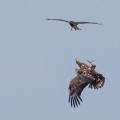 Schwarzmilan attackiert Seeadler