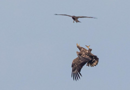 Schwarzmilan attackiert Seeadler