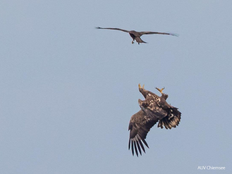 Schwarzmilan attackiert Seeadler