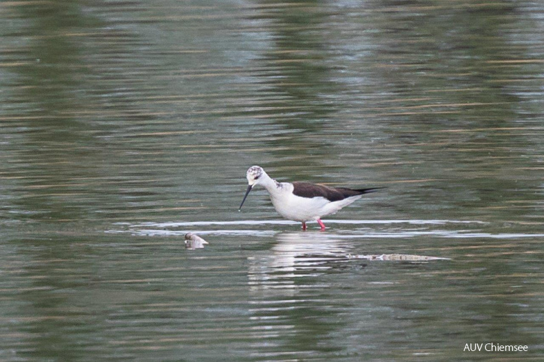 Stelzenläufer
Mit einem Klick! zur Fotogeschichte mit weiteren Bildern
Naturbeobachtungsturm Hirschauer Bucht / 27. April 2020 / Foto: Andreas Hartl
AktNatBeo-200427-ah-Stelzenlaeufer_HB.jpg