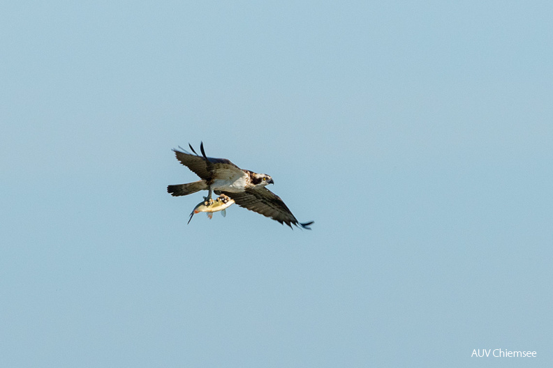 Fischadler mit Fisch
Mit einem Klick! zur Fotogeschichte mit weiteren Bildern
Hirschauer Bucht / 16. April 2020 / Foto: Thomas Alberer
AktNatBeo-200416-ta-08_HB_Fischadler_16-04-20.jpg