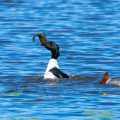 Gänsesäger