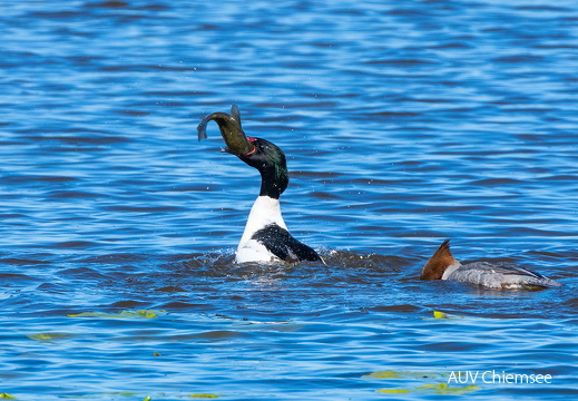 Gänsesäger